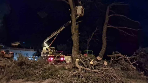 Fırtına Aydın'da Çam Ağacını Devirdi