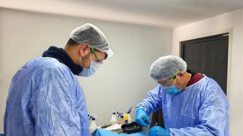 Germencik'te Sokak Hayvanları İçin Kısırlaştırma Çalışmaları