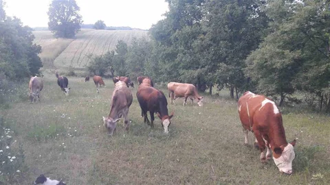 Bilecik'te Şap Hastalığı Alarmı