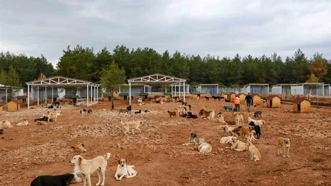 Büyükşehir Sokak Köpekleri İçin Alan Açtı