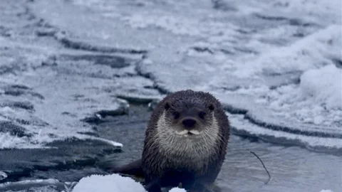 Muş’ta Buz Tutan Nehirde Su Samuru Görüntülendi