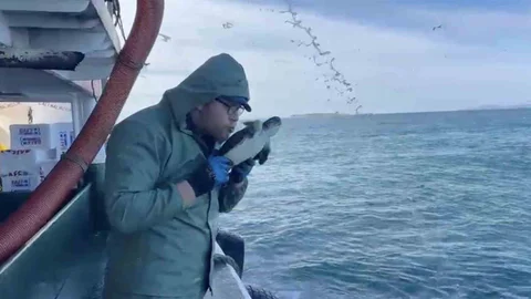 Çanakkale'de Caretta Caretta Kurtarma Operasyonu