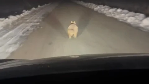 Diyarbakır'da Kurt Araç Önünde Koştu