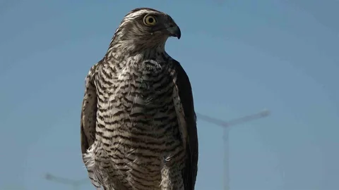 Rize'de Atmacacılık Geleneği