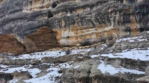 Bin 600 Rakımda Sürülerin Zorlu Yolculuğu