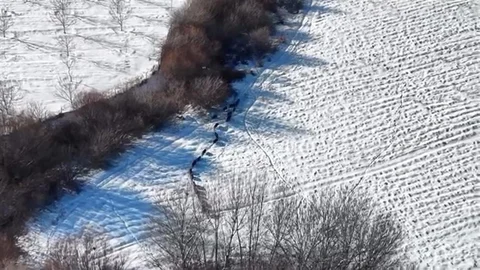 Elazığ'da Domuz Sürüsü Görüntülendi