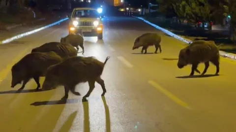 Kuşadası'nda Domuz Sorunu Artıyor