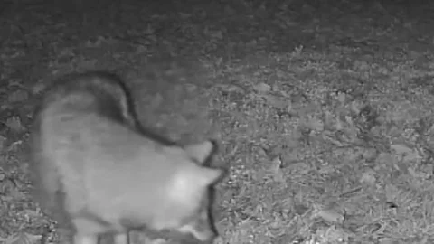 Terkos Gölü'nde Gece Kurt Görüntüsü