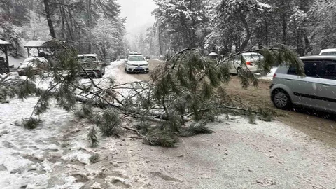 Ankara'da Çam Ağacı Devrildi