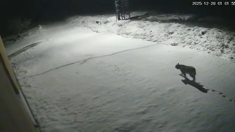 Malatya'da Vaşak Görüntülendi