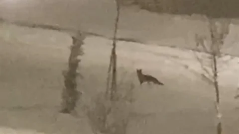 Aç kalan tilki Malatya merkezine girdi