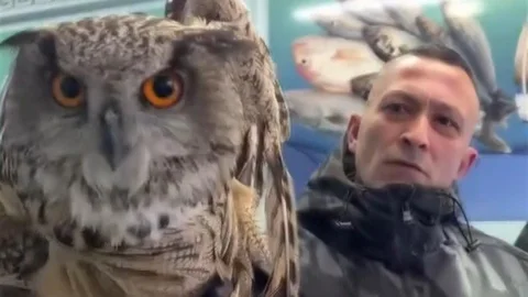 Erzincan'da Soğuktan Bitkin Düşen Baykuş Kurtarıldı