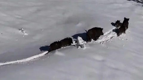 Karla Kaplı Arazide Domuz Sürüsü Görüntülendi