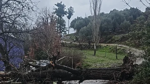 Denizli'de Asırlık Kavak Ağacı Devrildi