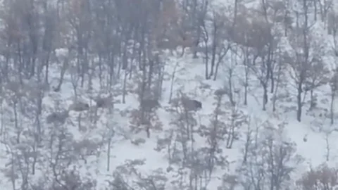 Malatya'da Domuz ve Kurtlar Yerleşim Alanlarına Girdi