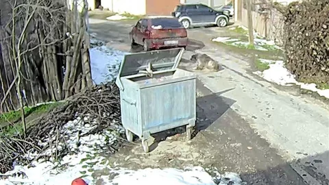 Bolu’da Köpeğin Röntgeninde 400 Saçma Tespit Edildi