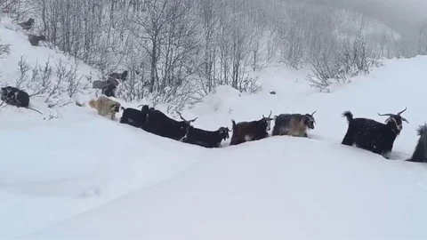 Yaban Domuzunun Saldırısı Muş'ta Kameralara Yansıdı