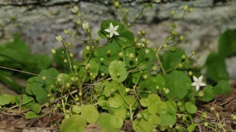 İzmir'de Yeni Bitki Türü Keşfedildi