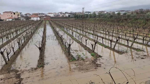 Manisa'da Bağcıların Yüzü Güldü