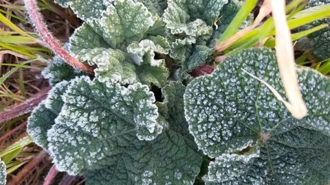 Aydın'da Zirai Don Uyarısı Yapıldı