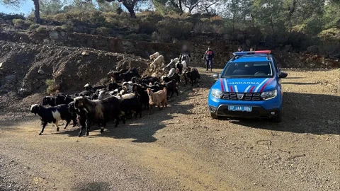 Antalya'da Kaybolan 55 Küçükbaş Hayvan Bulundu