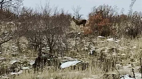 Ankara’da Yaban Geyikleri Görüntülendi