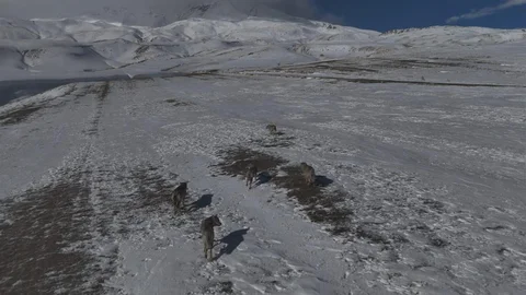 Kurt Sürüsü Aydınlar Beldesinde Görüntülendi