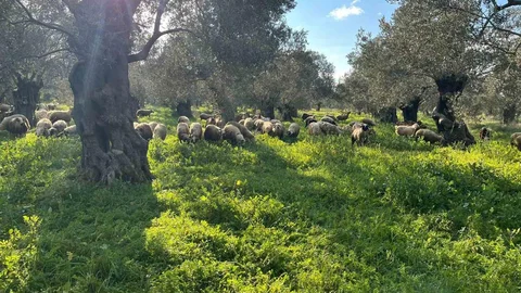 Balıkesir'de Zeytinlik Otlatma Ceza