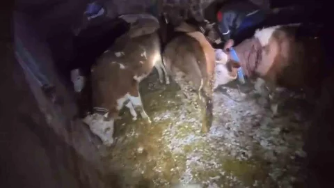 Adıyaman'da Ahır Çöktü, 3 Hayvan Telef Oldu