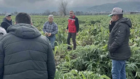 Aydın'da Enginar Tarlaları İncelendi