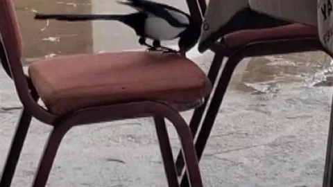 Kahvede Saksağanın Zekası İzleniyor