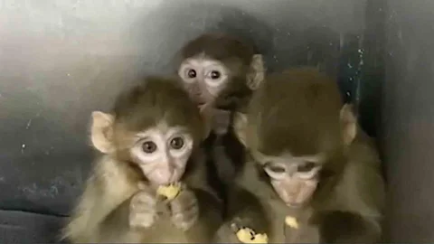 Bursa'da 3 Makak Maymunu Koruma Altında