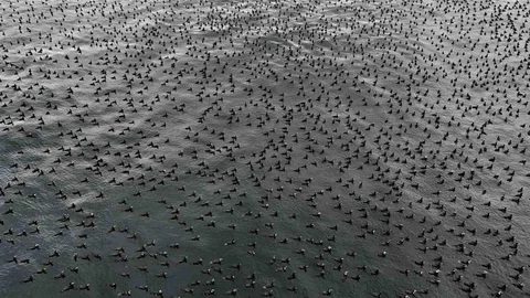 İstanbul'da Soğuk Hava Kuşları Denize Topladı