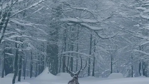 Kartepe'de Kızıl Geyik Görüntülendi