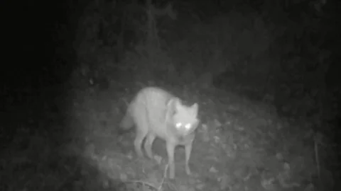 Bilecik'te Kurt ve Çakal Görüntülendi