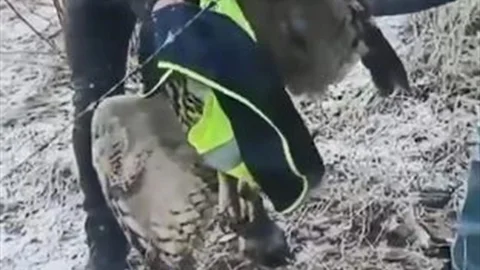 Ardanuç'ta Baykuş Kurtarma Operasyonu