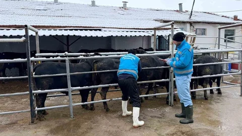 Kütahya'da Sığır Millileştirme Çalışmaları Devam Ediyor