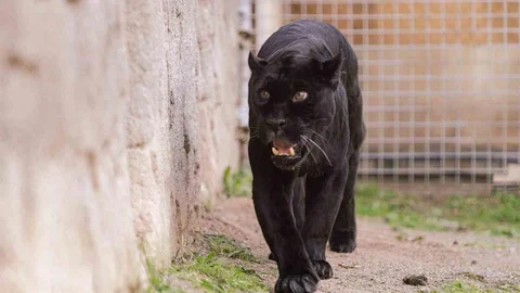 Doğal Yaşam Parkı'ndaki Jaguar Juliet Vefat Etti