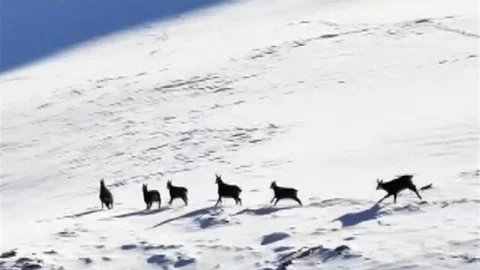 Munzur Dağları'nda Şamualar Görüntülendi