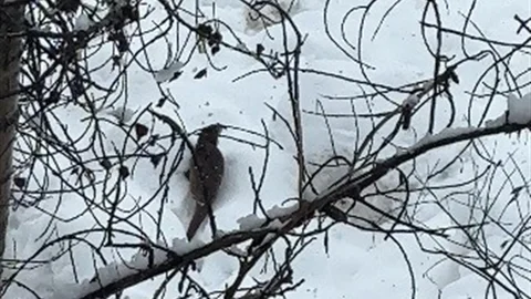 Tunceli'de Su Samuru Görüntülendi