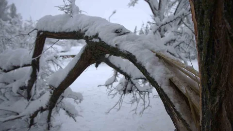 Yoğun Kar Yağışı Harput'ta Ağaçları Kırdı