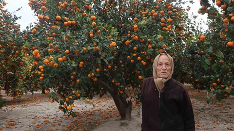 Çiftçiler Mandalinaları Bedavaya Veriyor