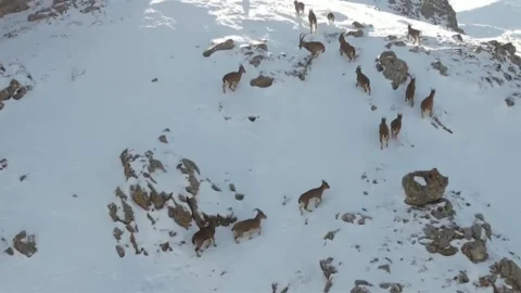 Erzincan'da Dağ Keçileri Drone ile Görüntülendi