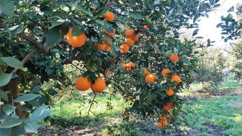 Hatay'da Portakal Hırsızları Yakalandı
