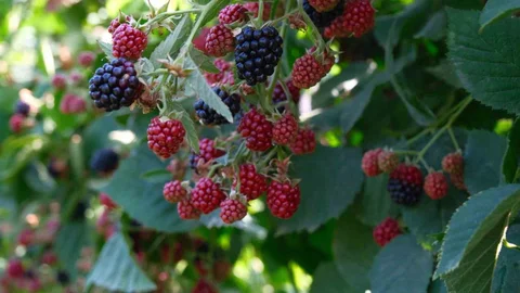 Kestel'de Ahududu ve Böğürtlen Üretimi Artacak