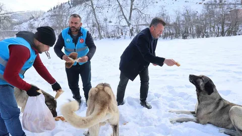 Adana'da Karla Kaplı Alanda Canlılara Destek