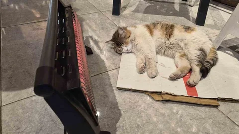 Soğuktan Üşüyen Kedi Elektrikli Isıtıcının Yanında Uyudu