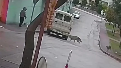 Kurt Köpeklerinin Saldırısı Adana'da Kameralara Yansıdı