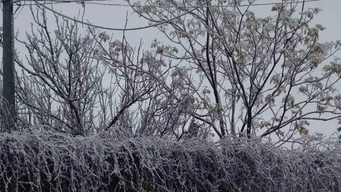 Gercüş Karla Kaplandı