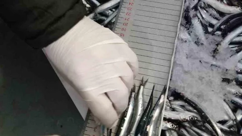 Trabzon'da Su Ürünleri Denetimi Yapıldı